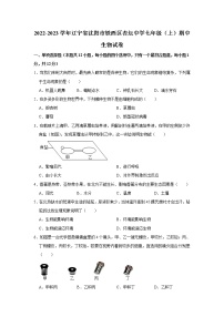 辽宁省沈阳市铁西区杏坛中学2022-2023学年七年级上学期期中生物试卷(含答案)