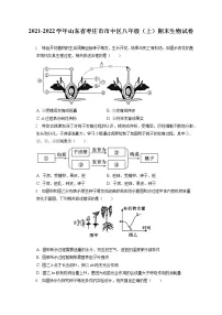 2021-2022学年山东省枣庄市市中区八年级(上)期末生物试卷(含答案解析)
