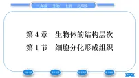 北师大版第1节 细胞分化形成组织习题ppt课件
