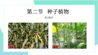 初中生物人教版 (新课标)七年级上册第二节 种子植物教学ppt课件