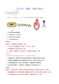 初中生物中考复习 考点19 细菌、真菌与病毒-备战2022年中考生物一轮复习考点微专题