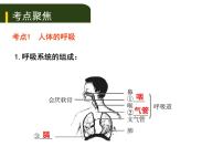 初中生物中考复习 五、（二）人体生命活动的能量供给课件PPT