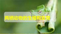 初中生物人教版 (新课标)八年级下册第三节 两栖动物的生殖和发育集体备课ppt课件