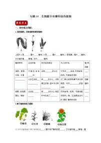 初中生物中考复习 专题04 生物圈中有哪些绿色植物（原卷版）