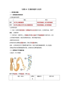 初中生物中考复习 专题19 生物的遗传与变异（解析版）