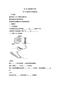 初中生物第二节  基因在亲子代间的传递学案