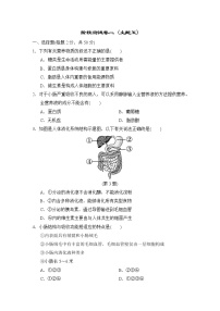 人教版中考生物一轮复习--阶段测试卷二 (人体生理与健康)