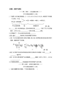 人教版中考生物一轮复习--主题六 遗传与进化(测试)