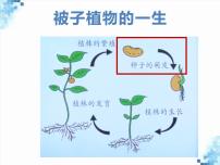 初中生物第一节 种子的萌发背景图ppt课件