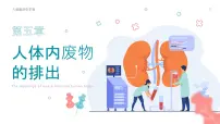 人教版 (新课标)七年级下册第五章 人体内废物的排出一等奖ppt课件