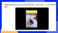 初中生物人教版 (新课标)八年级上册第二节 先天性行为和学习行为精品ppt课件