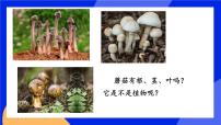 生物八年级上册第五单元 生物圈中的其他生物第四章  细菌和真菌第三节 真菌试讲课ppt课件