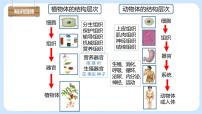 人教版 (新课标)七年级上册第四节 单细胞生物优秀课件ppt