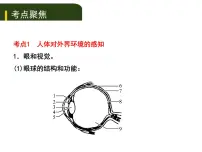 初中生物中考复习 五、(四)人体通过神经系统和内分泌系统调节生命活动课件PPT