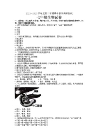 广东省湛江市徐闻县2022-2023学年七年级下学期期中教学调研测试生物试卷