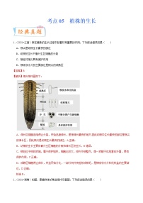 中考生物一轮复习考点练习考点05 植株的生长 (含答案)