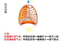 初中生物人教版 (新课标)七年级下册第二节 发生在肺内的气体交换课文配套ppt课件