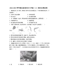 2022-2023学年湖北省黄冈市八年级（上）期末生物试卷（含解析）