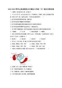2022-2023学年山东省青岛市市南区七年级(下)期末生物试卷(含解析)