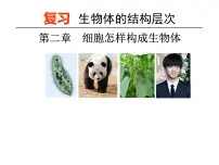 2023年八年级生物中考一轮复习课件:生物体的结构层次