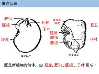 生物七年级上册第一节 种子的萌发备课ppt课件