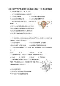 2022-2023学年广东省阳江市江城区七年级（下）期末生物试卷（含解析）