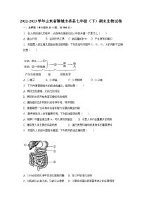 2022-2023学年山东省聊城市莘县七年级（下）期末生物试卷（含解析）