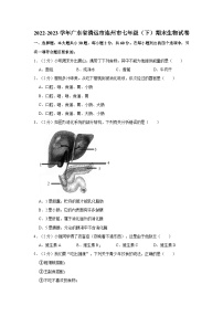 2022-2023学年广东省清远市连州市七年级（下）期末生物试卷（含答案解析）