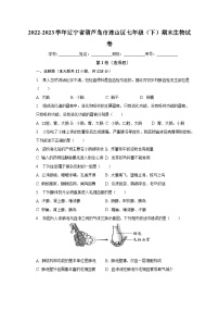 辽宁省葫芦岛市连山区2022-2023学年七年级下学期期末生物试卷（含答案）