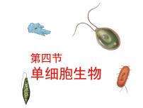 人教版 (新课标)七年级上册第四节 单细胞生物授课ppt课件