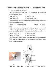 2022-2023学年山西省临汾市七年级（下）期末生物试卷（B卷）（含解析）