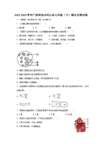 2022-2023学年广西河池市环江县七年级（下）期末生物试卷（含解析）