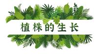 人教版 (新课标)七年级上册第二节 植株的生长评优课ppt课件