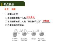 中考生物一轮复习课件8.2细菌、真菌和病毒（含答案）