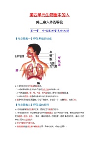 考点03  人体的呼吸 中考生物 知识点复习（人教版）