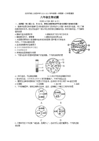 江苏省徐州市树人初级中学2023-2024学年八年级上学期第一次月考生物试卷