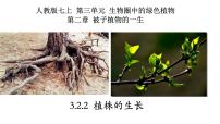 初中生物人教版 (新课标)七年级上册第二节 植株的生长备课ppt课件