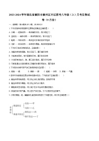 2023-2024学年湖北省襄阳市襄州区片区联考八年级（上）月考生物试卷（9月份）（含解析）