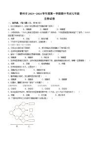 河北省石家庄市晋州市2023-2024学年七年级上学期期中生物试题(无答案)