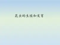 生物鲁科版 (五四制)第二节 昆虫的生殖和发育示范课课件ppt
