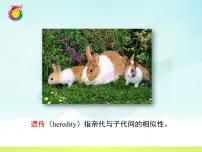 鲁科版 (五四制)八年级下册第八单元 生物圈中生命的延续和发展第二章 生物的遗传和变异第一节 遗传的物质基础备课ppt课件