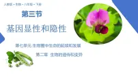 人教版 (新课标)八年级下册第三节 基因的显性和隐性获奖教学ppt课件