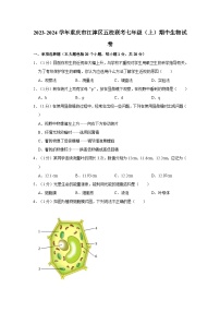 重庆市江津区五校联考2023-2024学年七年级上学期期中生物试卷