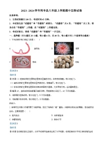 安徽省亳州市利辛中学 2023-2024学年八年级上学期期中生物试卷（解析版）