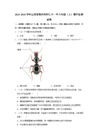 山西省朔州市怀仁市第十一中学2023-2024学年八年级上学期期中生物试卷