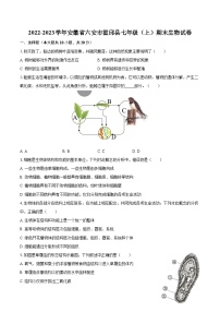 2022-2023学年安徽省六安市霍邱县七年级（上）期末生物试卷(含答案解析)