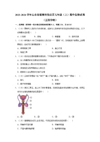 山东省淄博市张店区2023-2024学年七年级上学期期中生物试卷