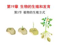 初中生物北师大版八年级上册第3节  植物的生殖方式备课ppt课件