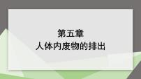 初中生物人教版 (新课标)七年级下册第五章 人体内废物的排出示范课课件ppt