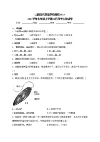 山西现代双语学校南校2023-2024学年七年级上学期12月月考生物试卷(含答案)